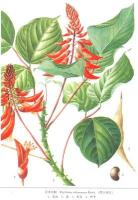 杜衡-功效与作用