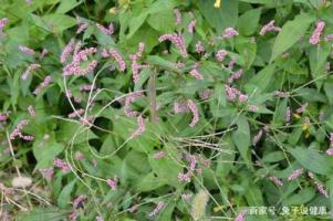 水蓼-功效与作用