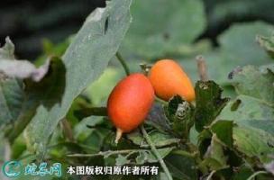 胡瓜-功效与作用